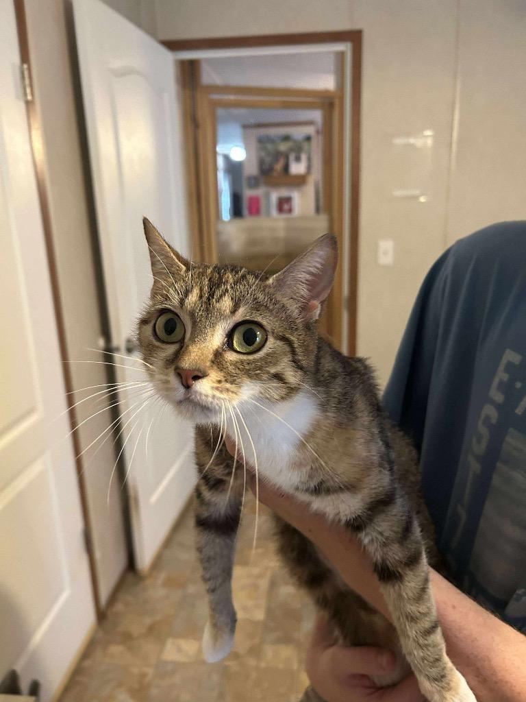 Sweet Face, a Adoptable mixed breed in Parsons, WV image 3/4