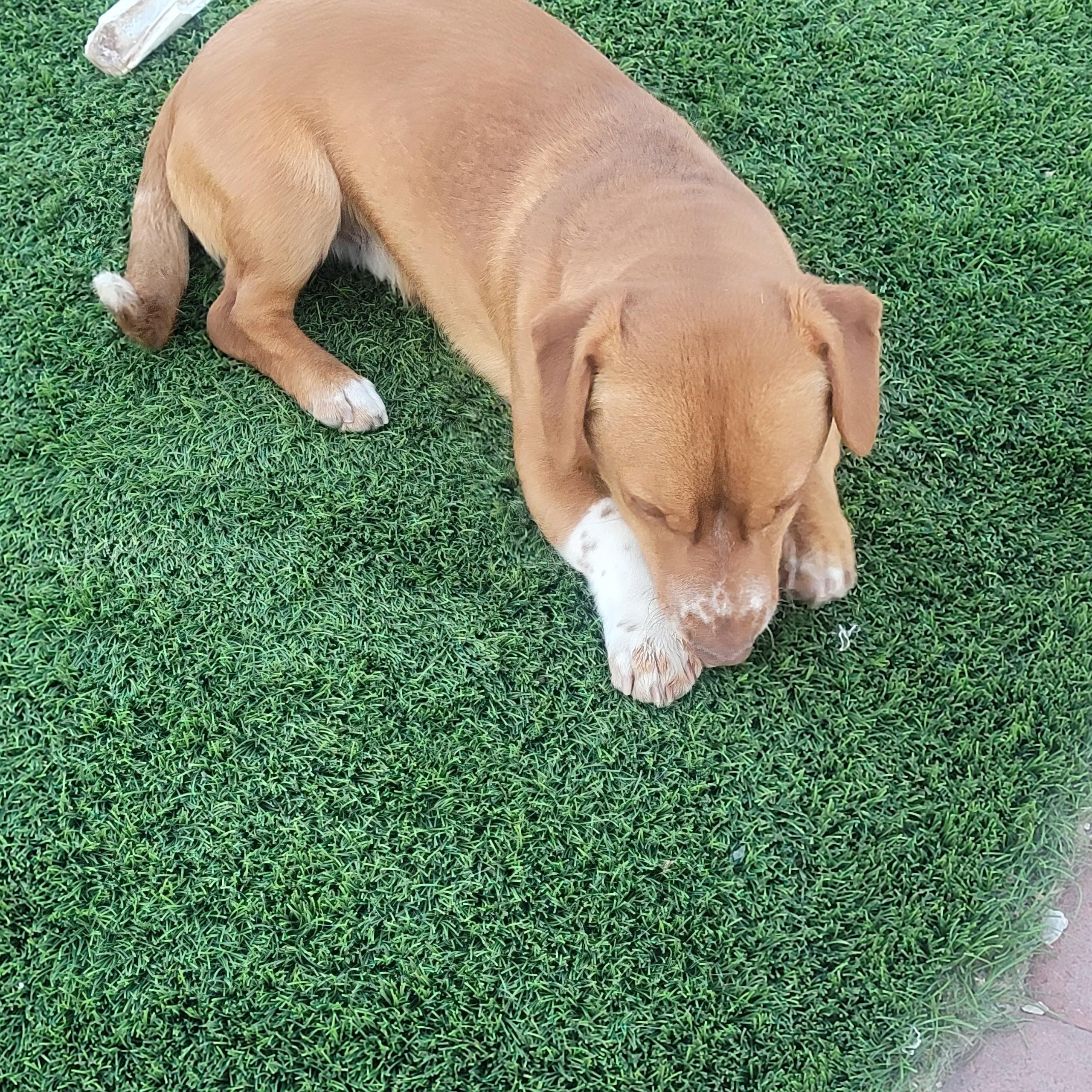 Enlarge Rolo, a Adopted Mixed Breed in Seattle, WA image 2/5