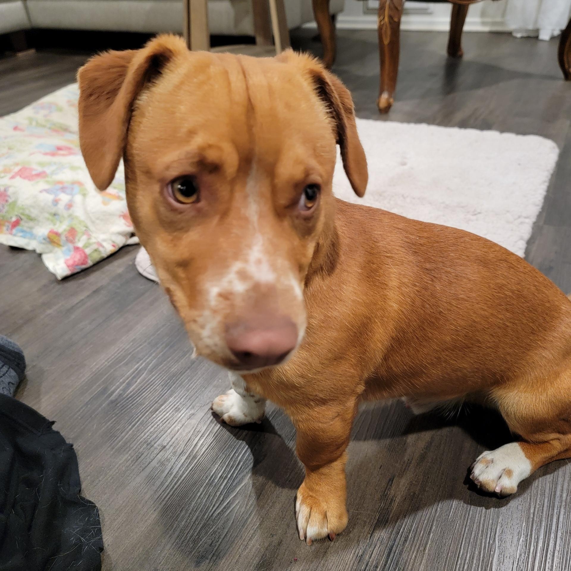 Enlarge Rolo, a Adopted Mixed Breed in Seattle, WA image 5/5