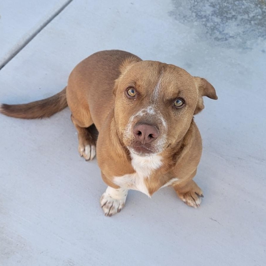 Rolo, Adopted, Adult Male Mixed Breed.