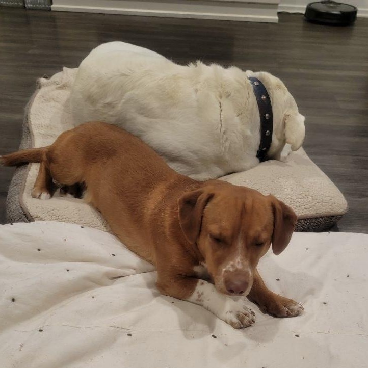 Enlarge Rolo, a Adopted Mixed Breed in Seattle, WA image 3/5