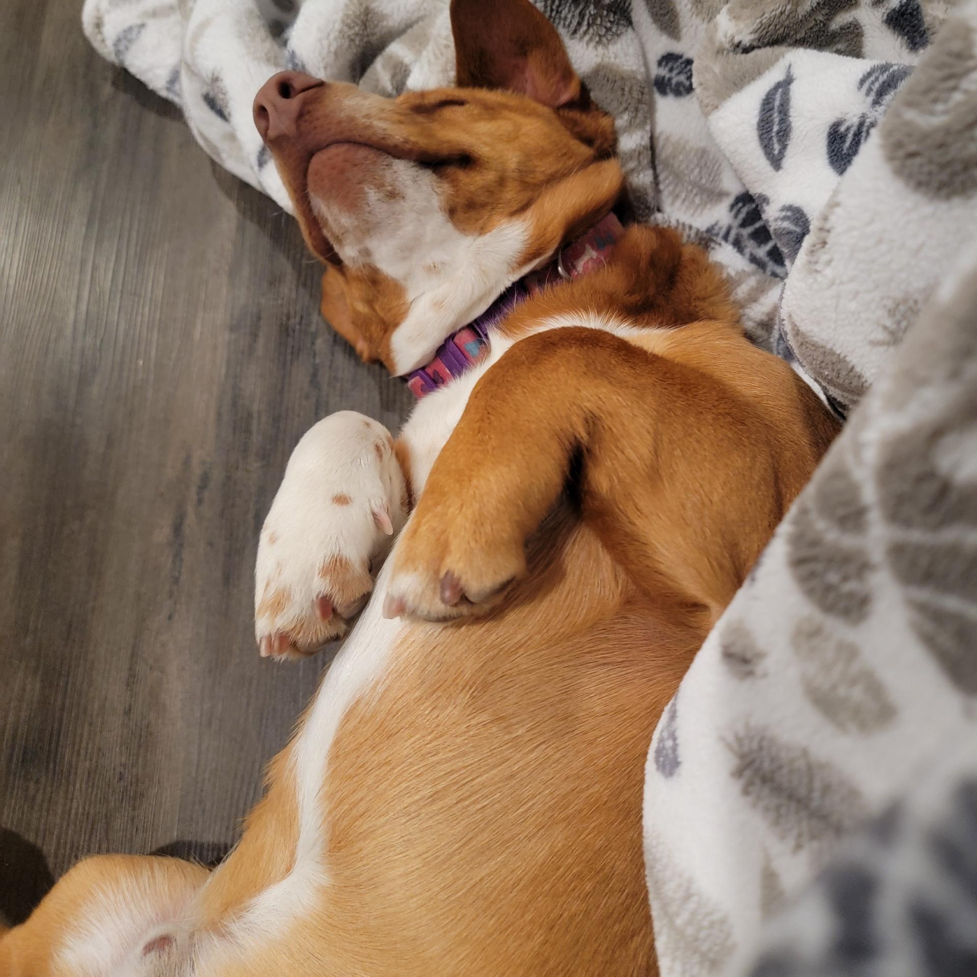 Enlarge Rolo, a Adopted Mixed Breed in Seattle, WA image 4/5