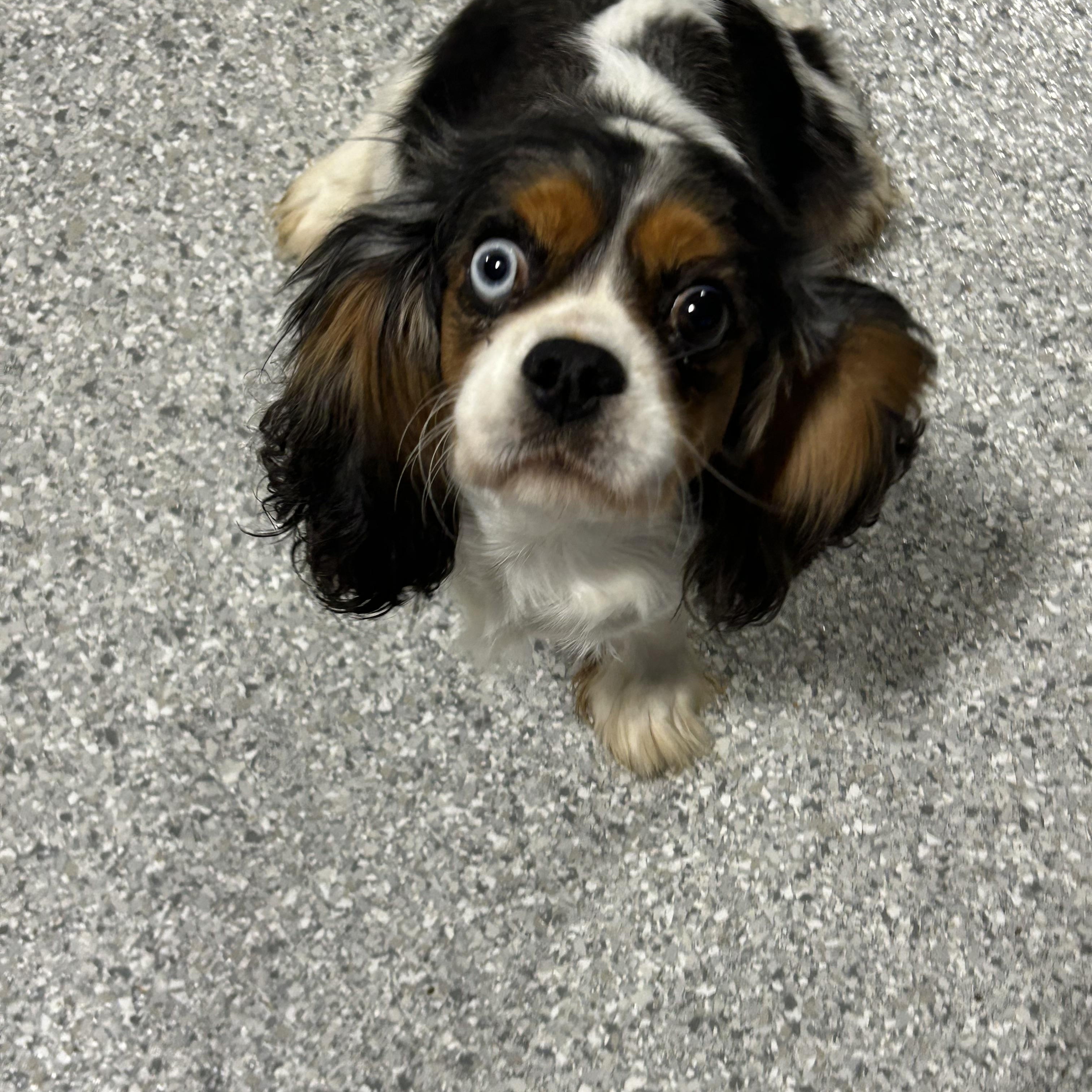 Enlarge Lilly 17 lbs, a Adoptable Cavalier King Charles Spaniel in Maumee , OH image 2/5