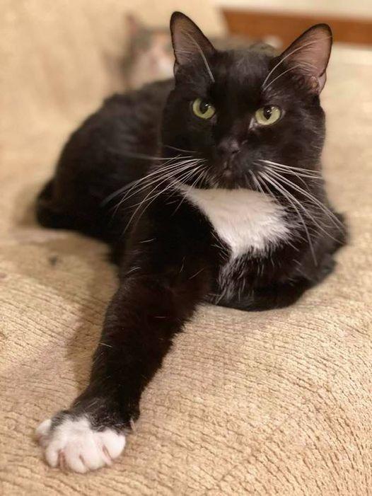 Gumdrop, Adoptable, Senior Female Domestic Short Hair.