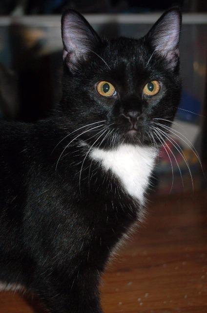 Gumdrop, a Adoptable mixed breed in Ballwin, MO image 2/3