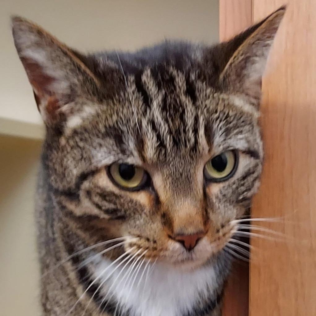 Leon, a Adoptable Domestic Short Hair in Dayton, OH image 1/4