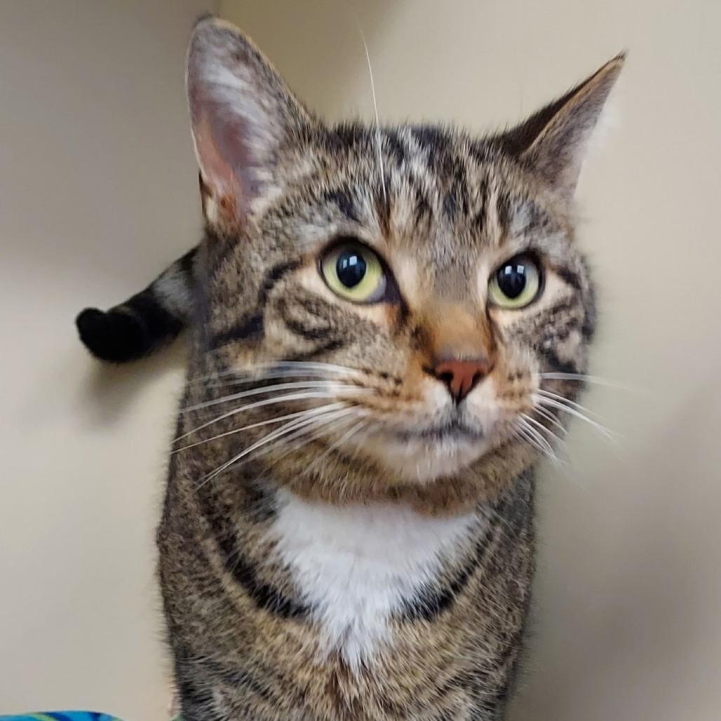 Leon, a Adoptable Domestic Short Hair in Dayton, OH image 2/4