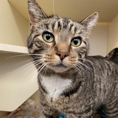 Leon, a Adoptable Domestic Short Hair in Dayton, OH image 3/4