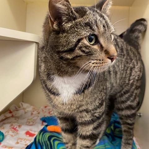 Leon, a Adoptable Domestic Short Hair in Dayton, OH image 4/4
