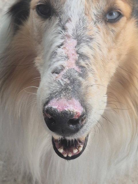 Bandit, Adoptable, Senior Male Collie.
