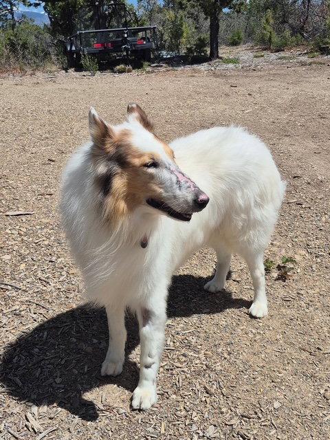 Bandit, a Adoptable Collie in Pueblo West, CO image 3/3