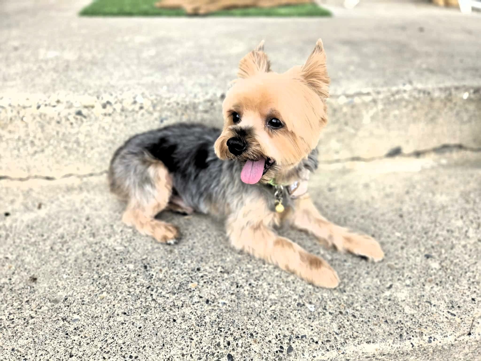 Rowdy, an adopted Yorkshire Terrier in Salt Lake City, UT image 3/4