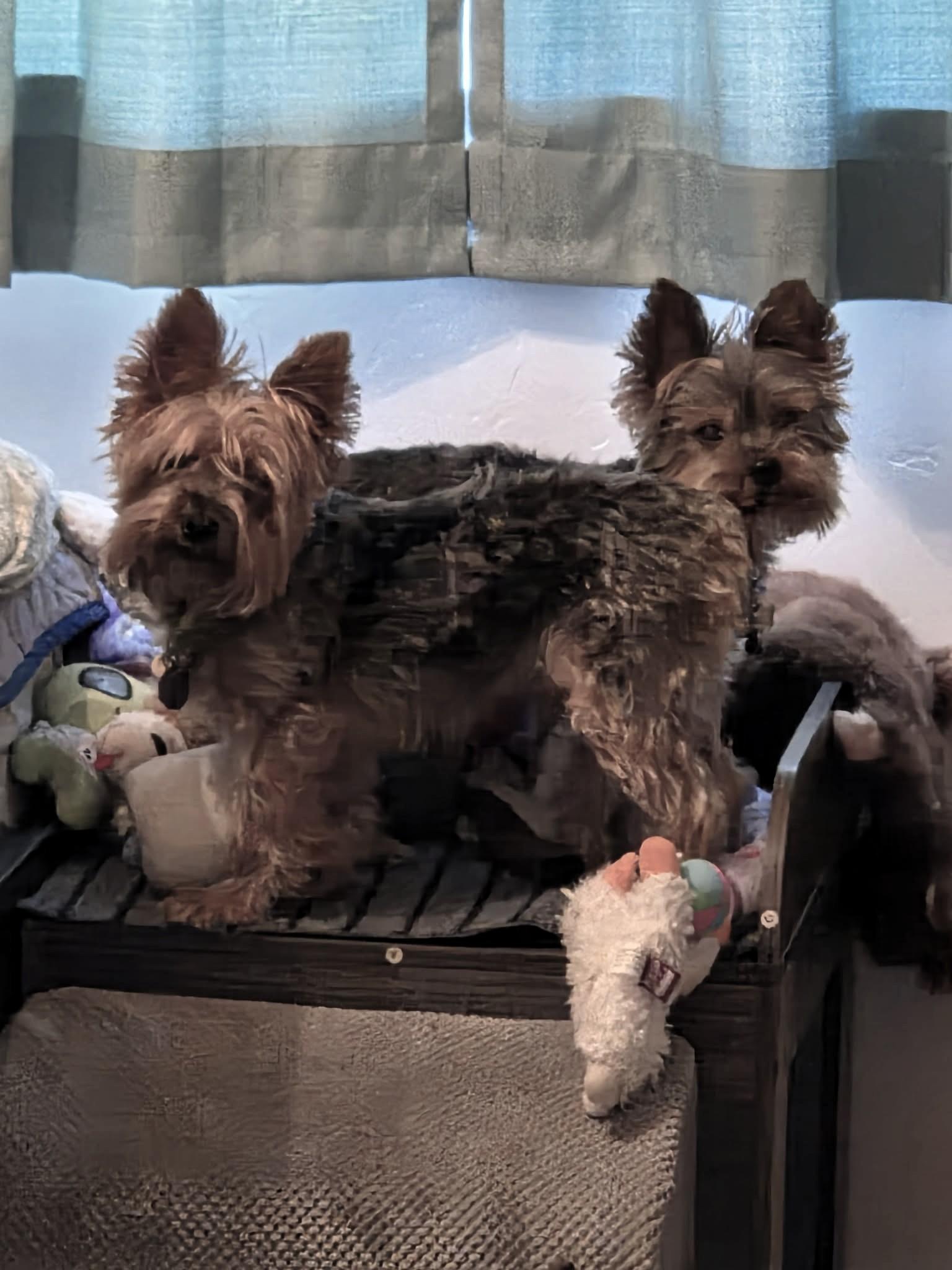 Rowdy, an adopted Yorkshire Terrier in Salt Lake City, UT image 4/4
