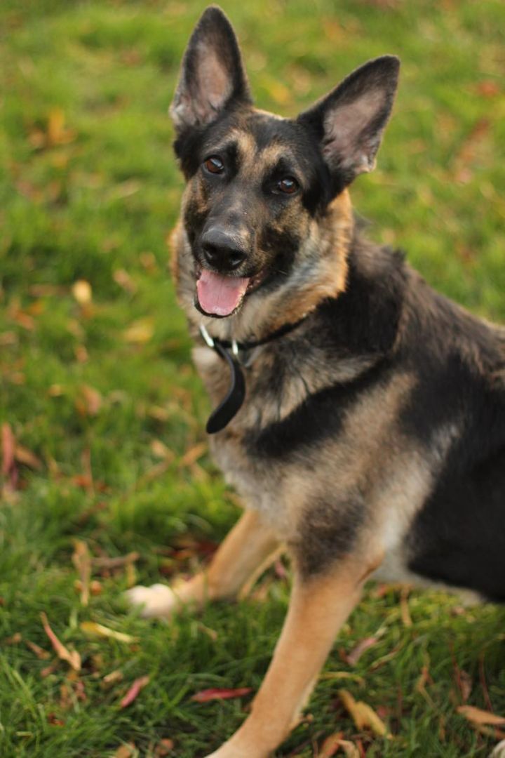 Dog for adoption Chloe, a German Shepherd Dog in Yuba City, CA