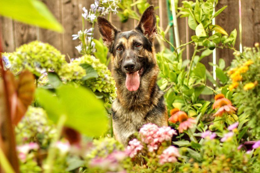Dog for adoption Chloe, a German Shepherd Dog in Yuba City, CA