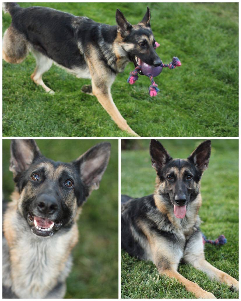 Dog for adoption Chloe, a German Shepherd Dog in Yuba City, CA
