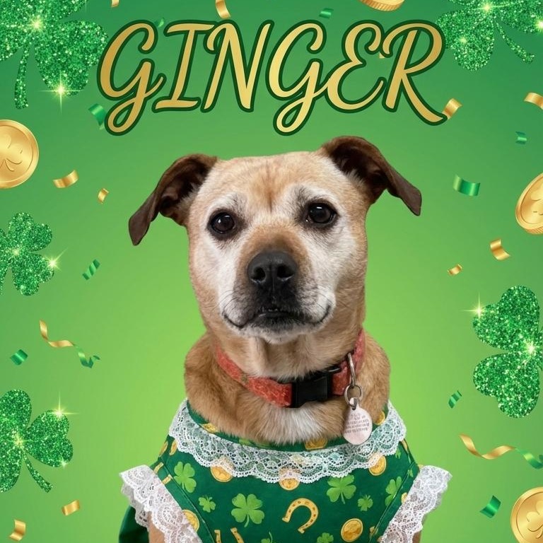 Enlarge Ginger, a Adoptable mixed breed in Bryson City, NC image 1/6