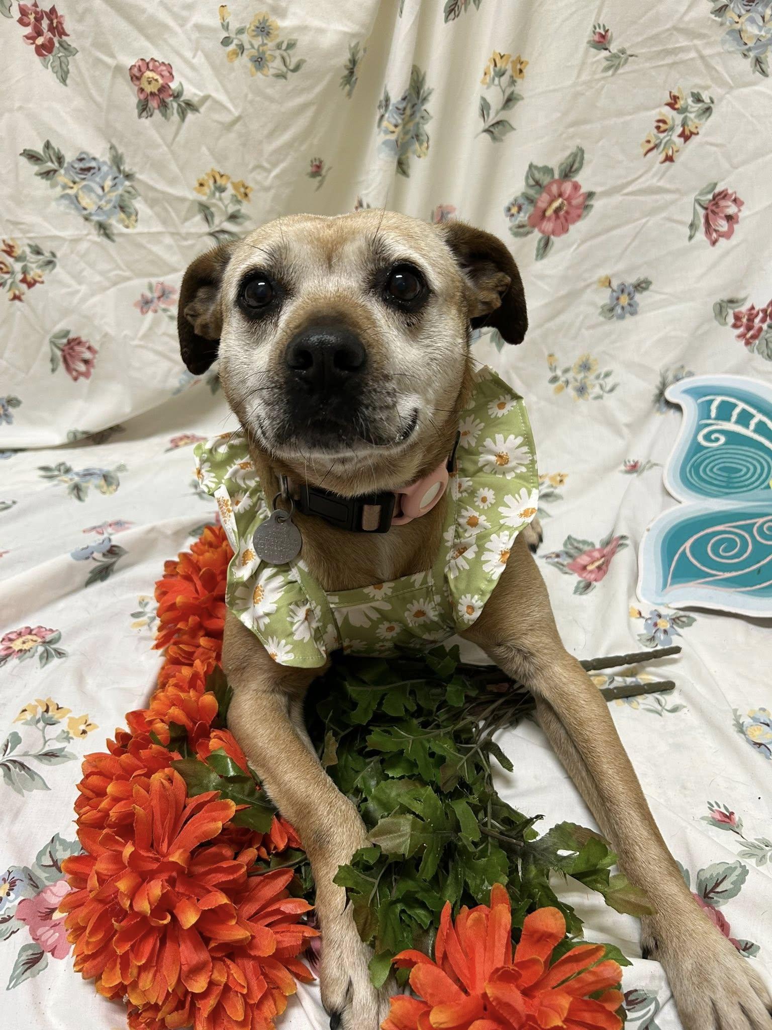 Ginger, Adoptable, Senior Female Feist.
