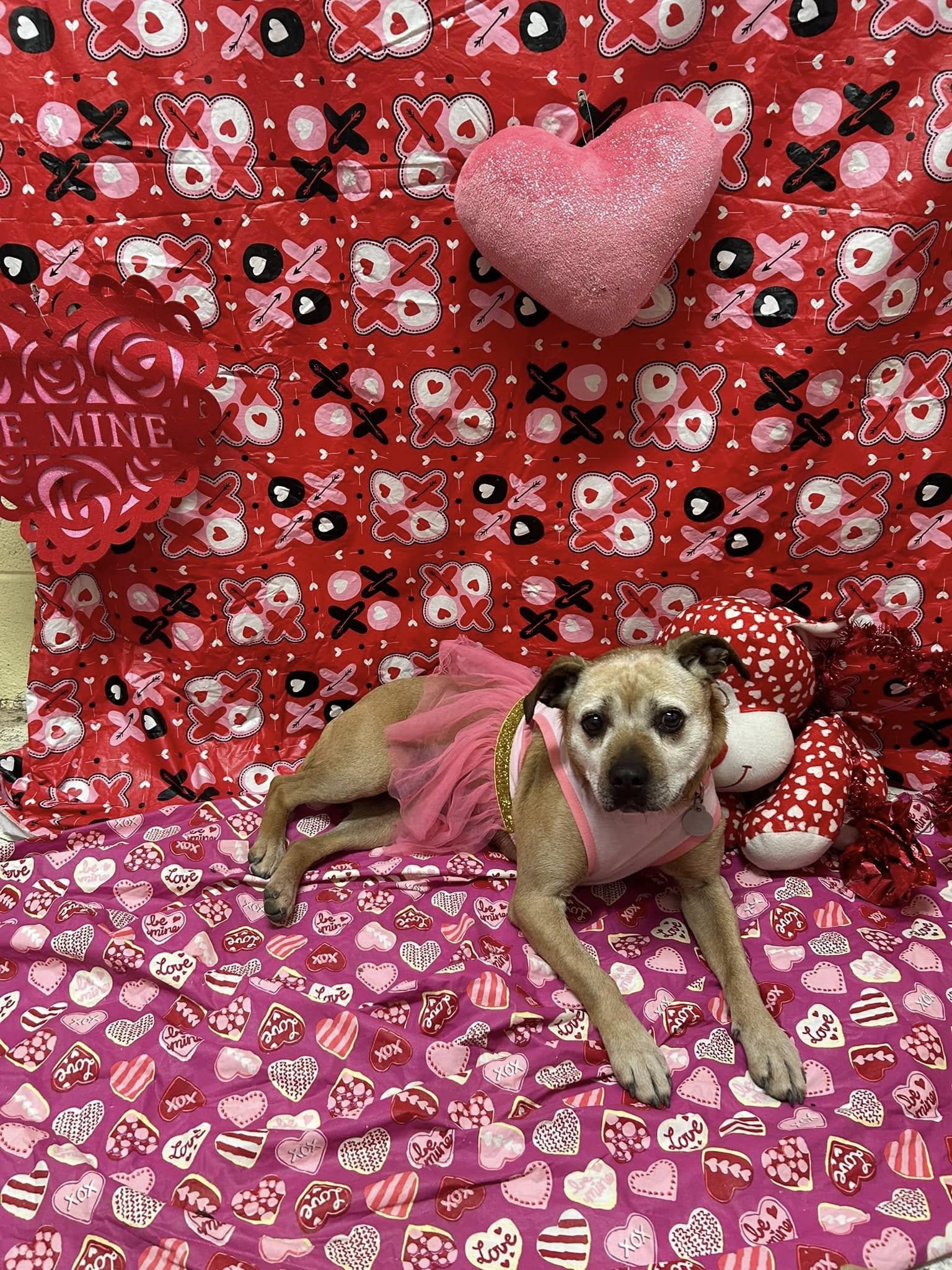 Ginger, a Adoptable mixed breed in Bryson City, NC image 4/6