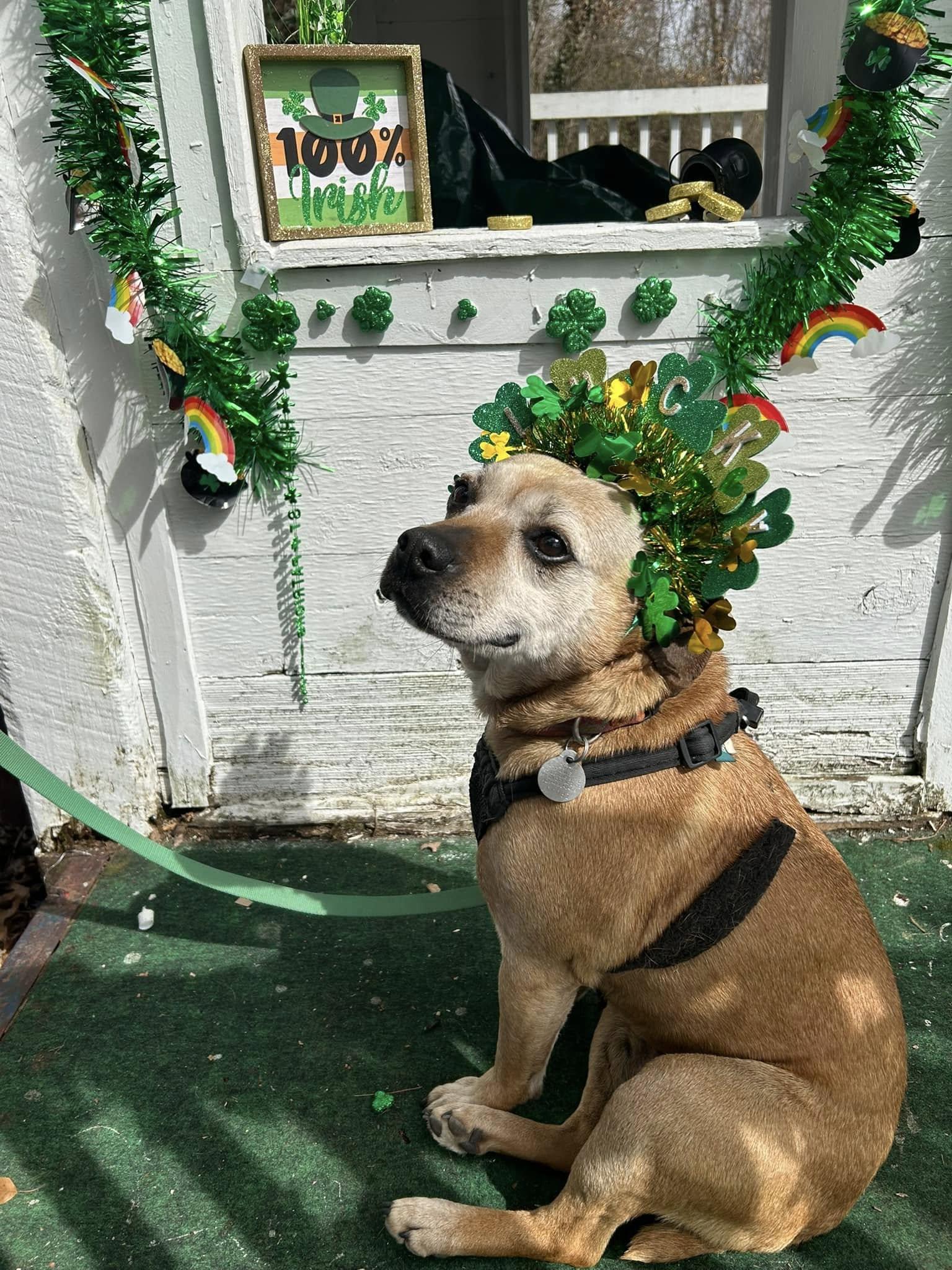 Ginger, a Adoptable mixed breed in Bryson City, NC image 3/6