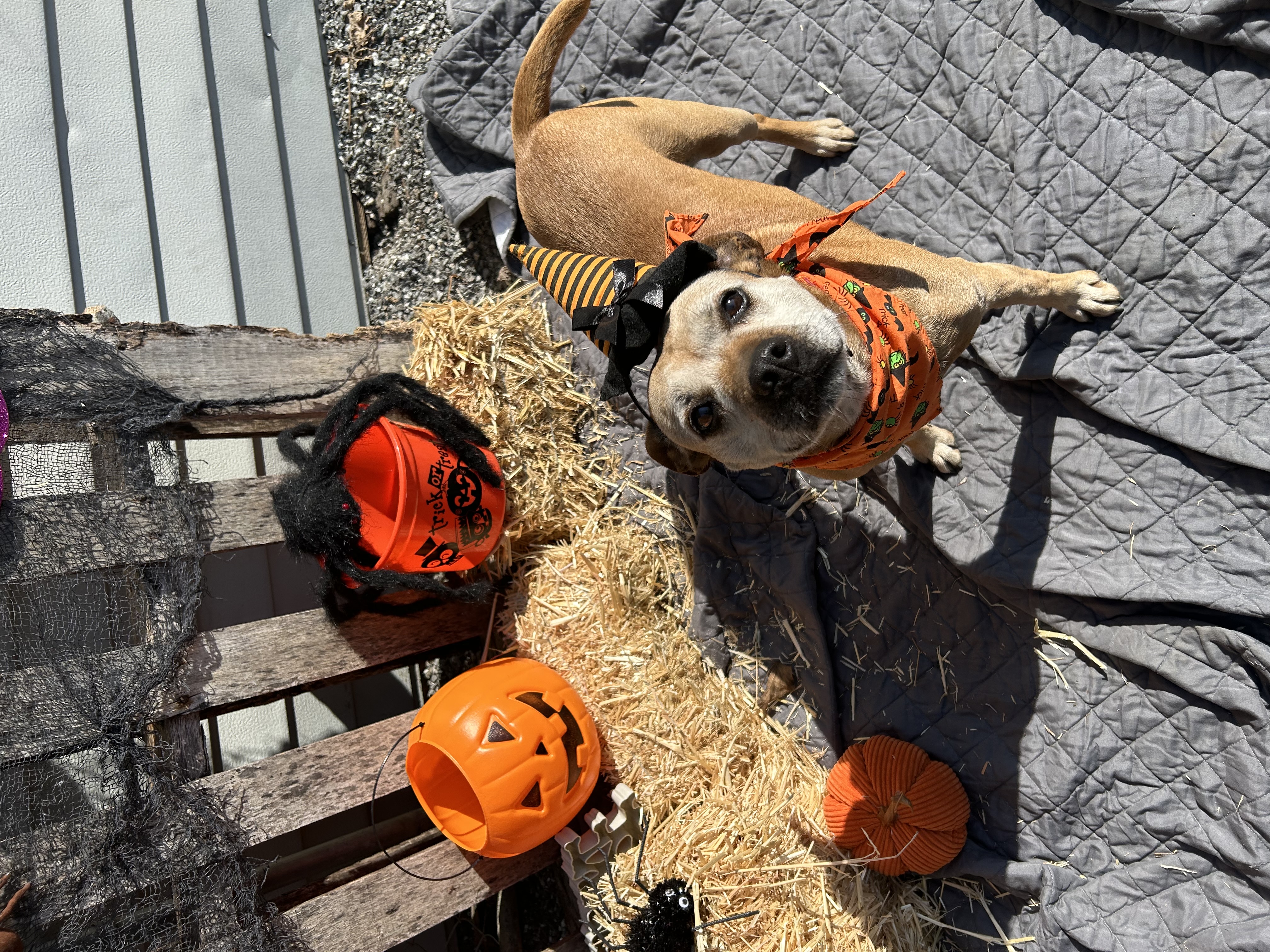 Ginger, a Adoptable mixed breed in Bryson City, NC image 5/6