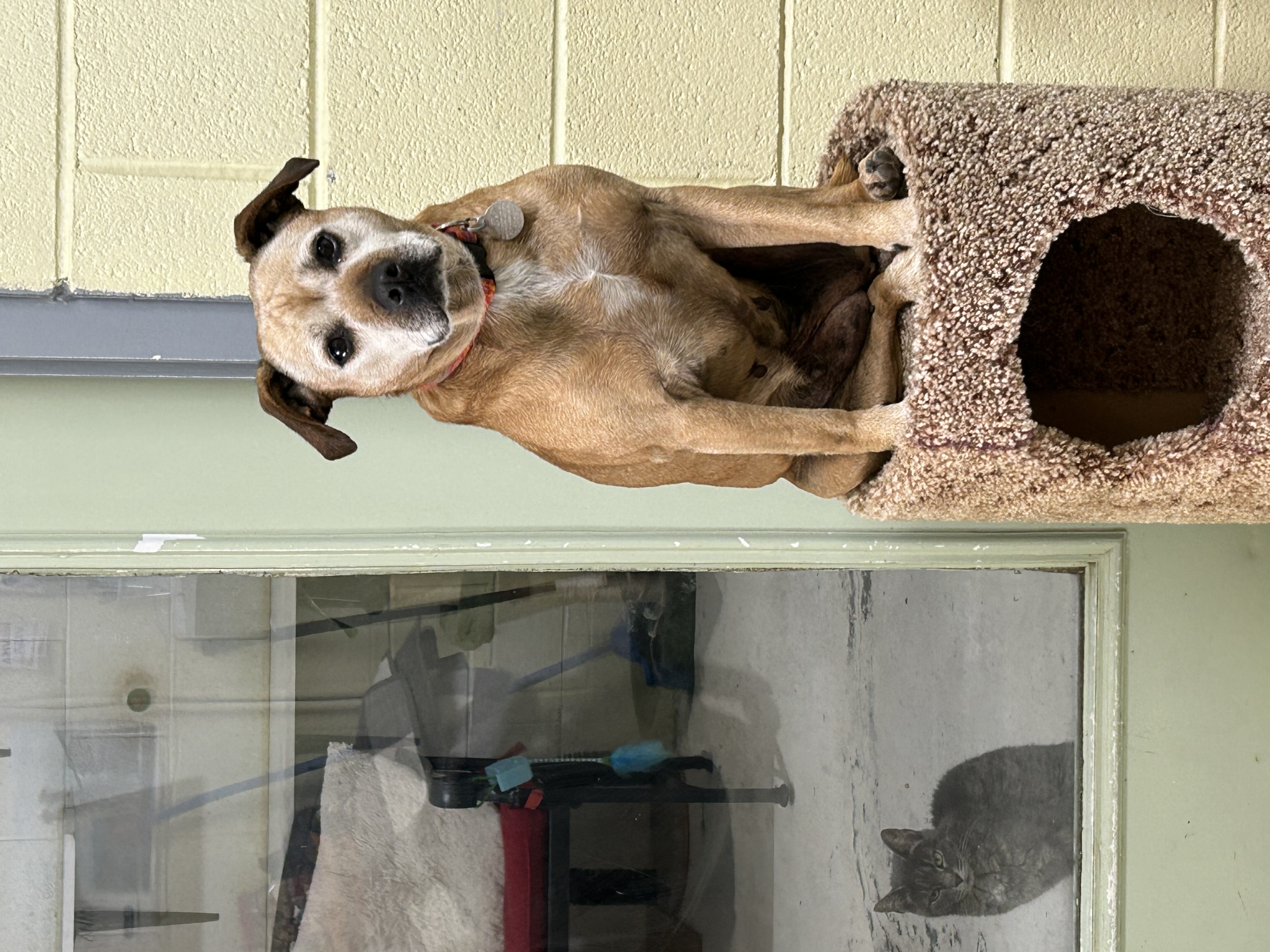 Ginger, a Adoptable mixed breed in Bryson City, NC image 6/6