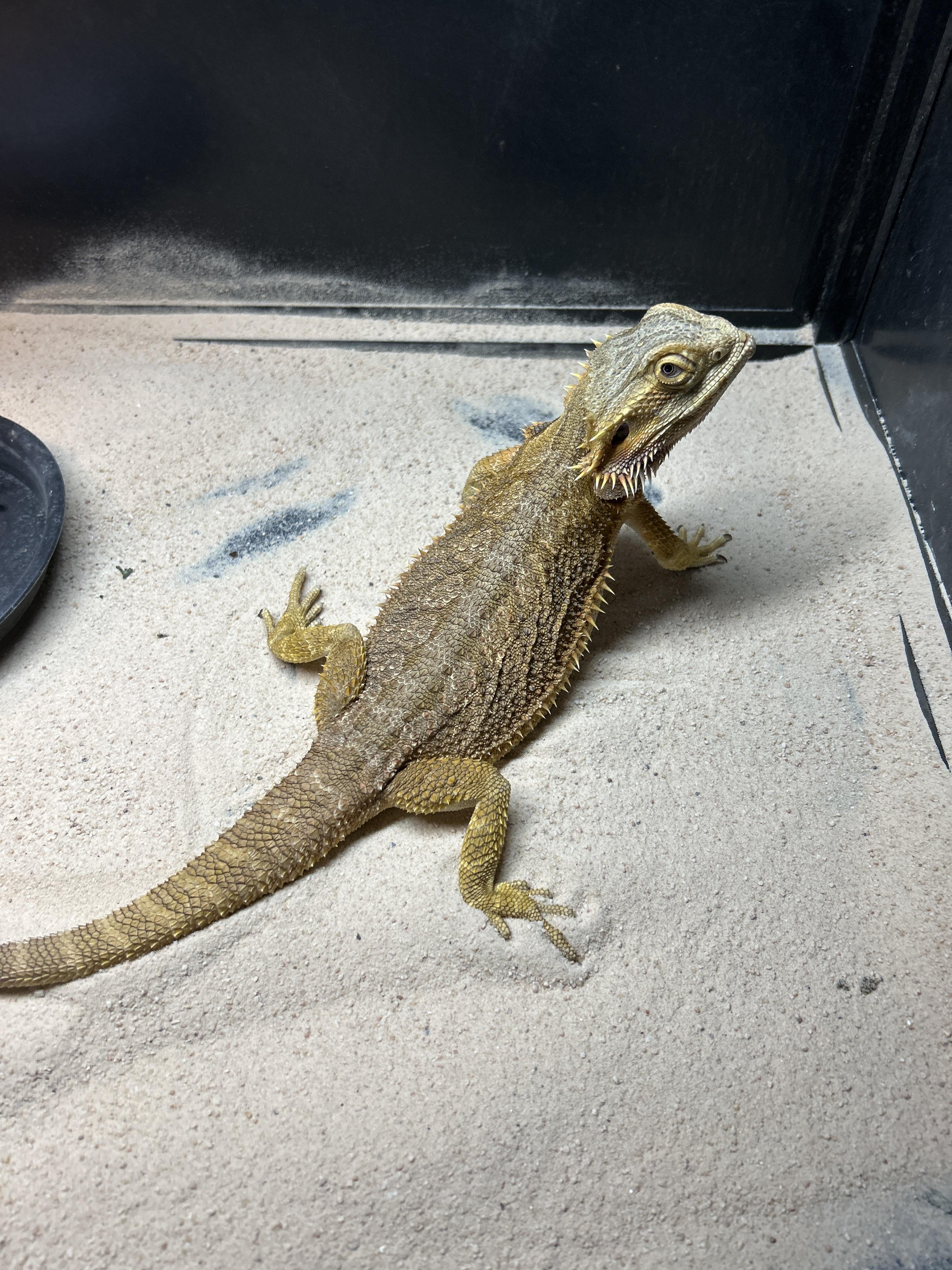 Amber Bearded Dragon, Adoptable, Young Male Bearded Dragon.