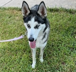 Xena #blue-eyed-beauty