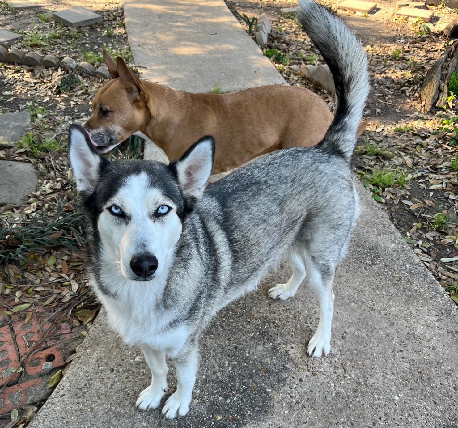 Xena #blue-eyed-beauty