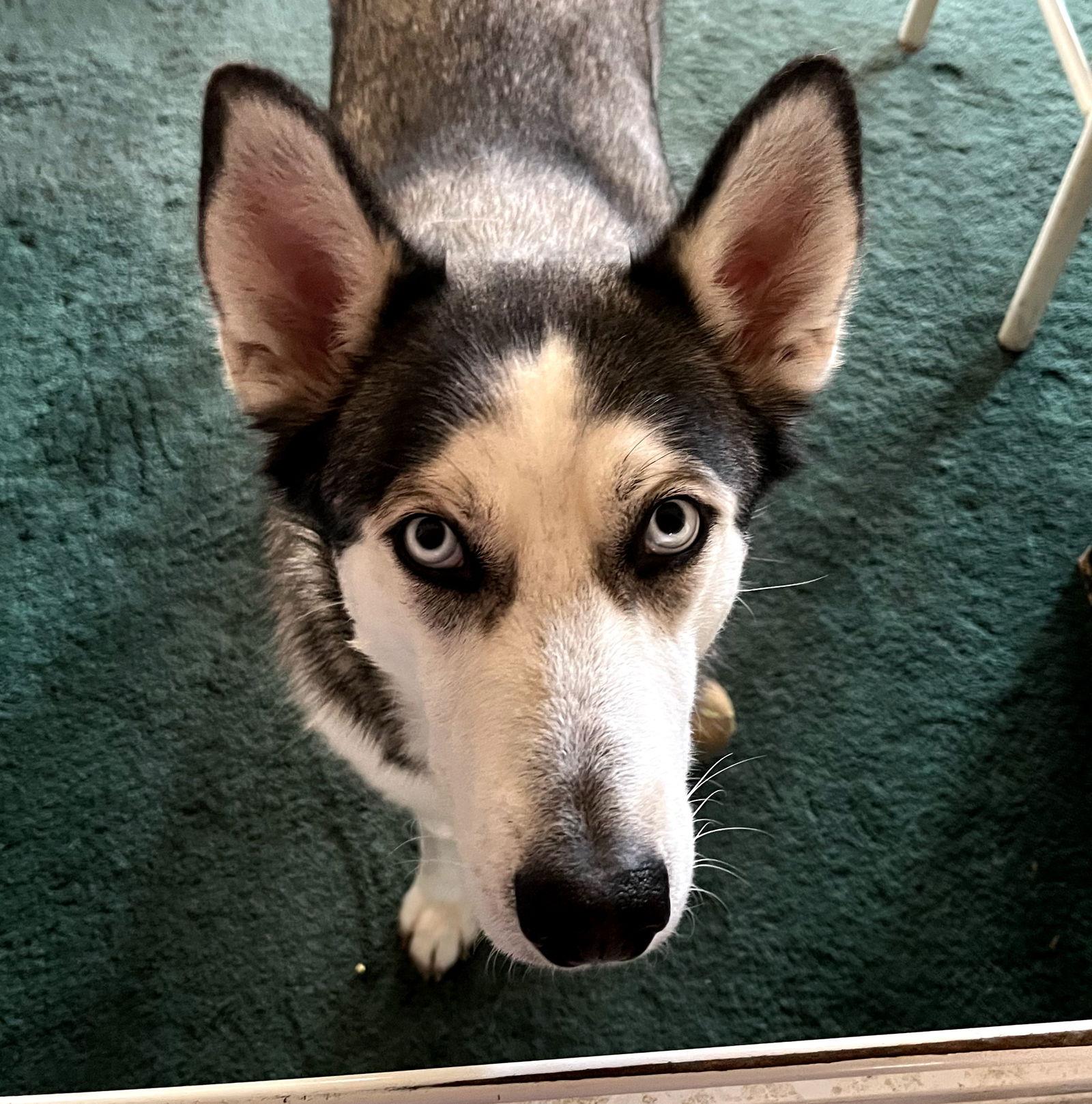 Xena #blue-eyed-beauty