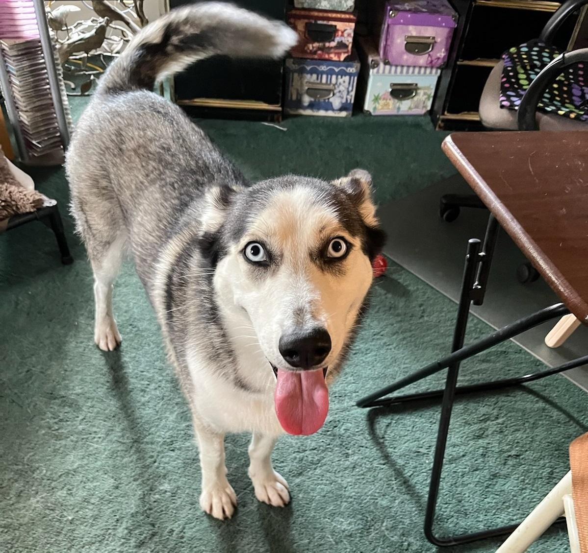 Xena #blue-eyed-beauty