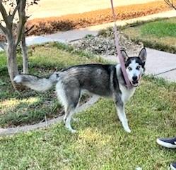 Xena #blue-eyed-beauty