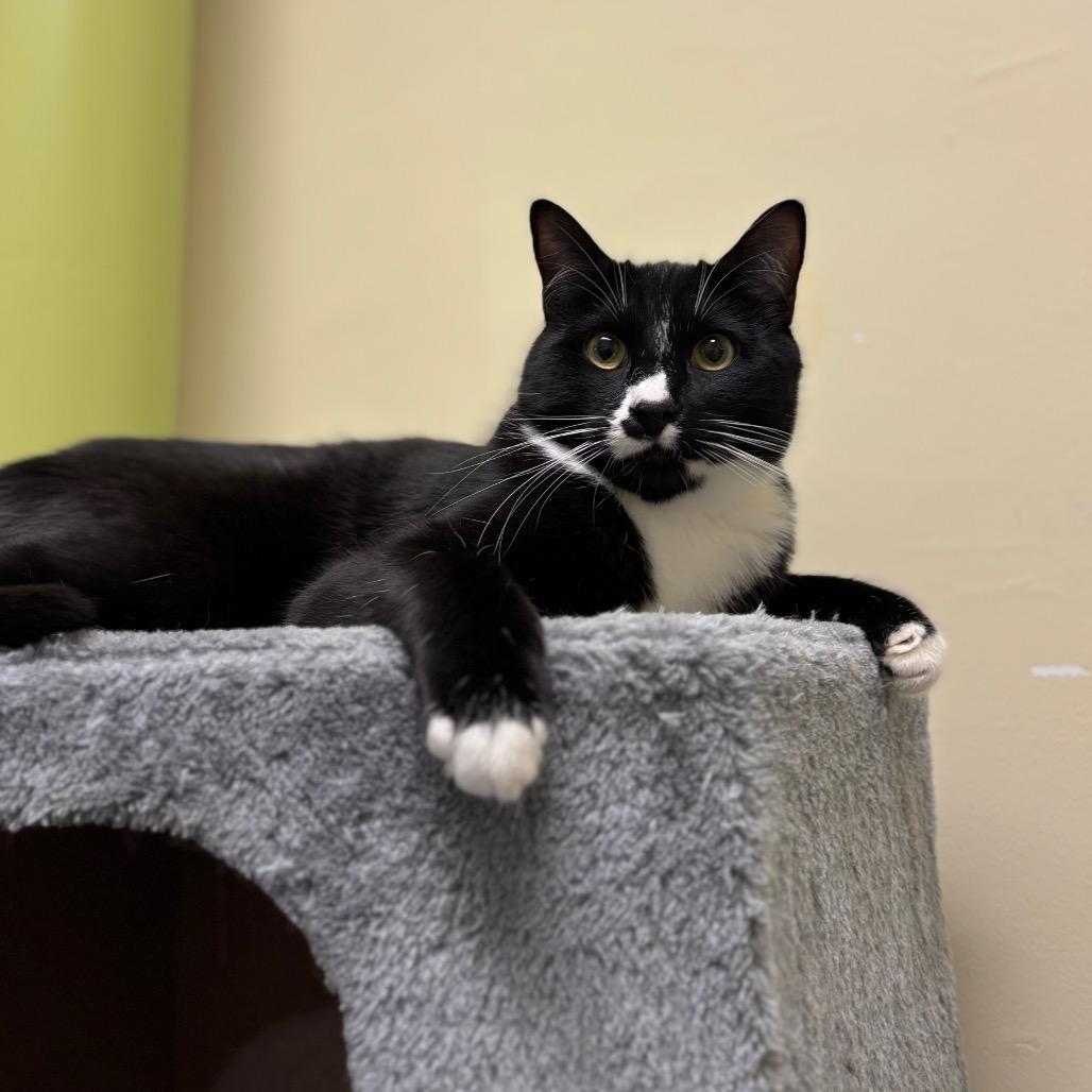 Enlarge Felix, a Adoptable Domestic Short Hair in Morgan Hill, CA image 1/4