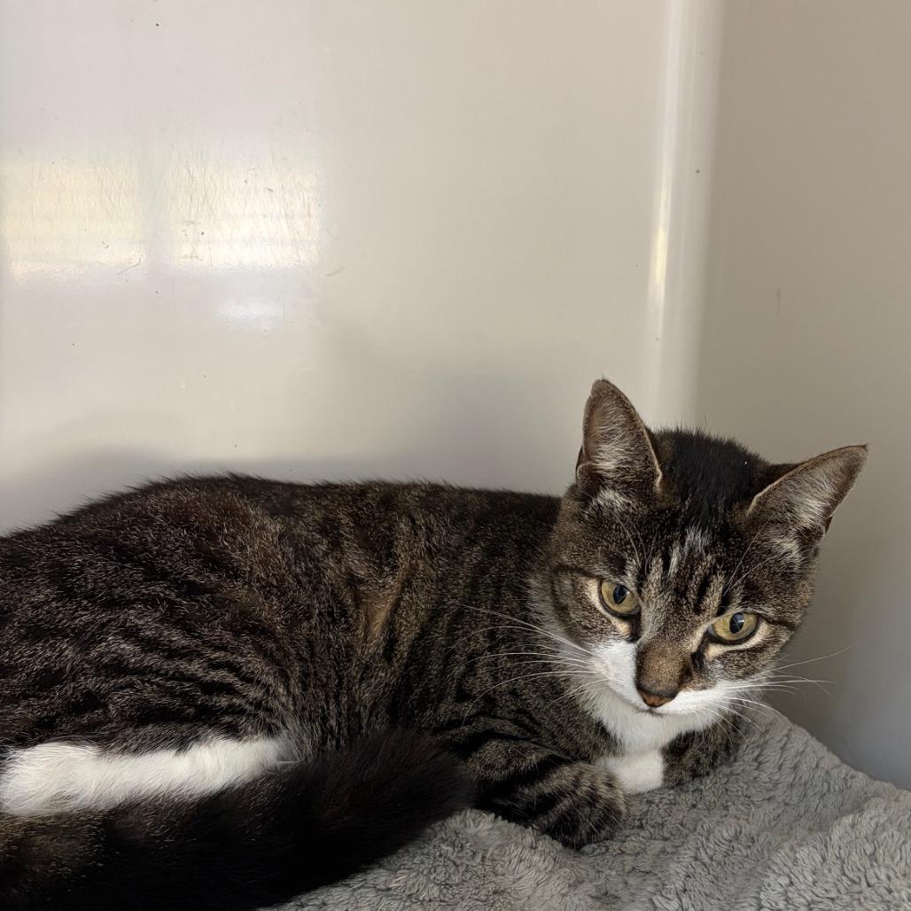 Rosie, Adoptable, Young Female Domestic Short Hair.