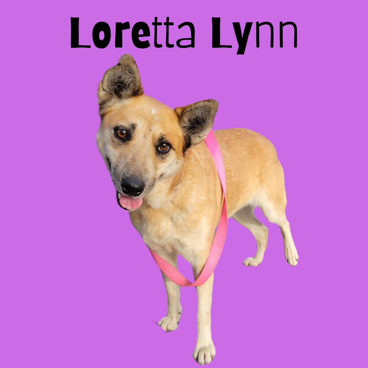 Enlarge Loretta Lynn, a Adoptable Mixed Breed in South Padre Island, TX image 1/1