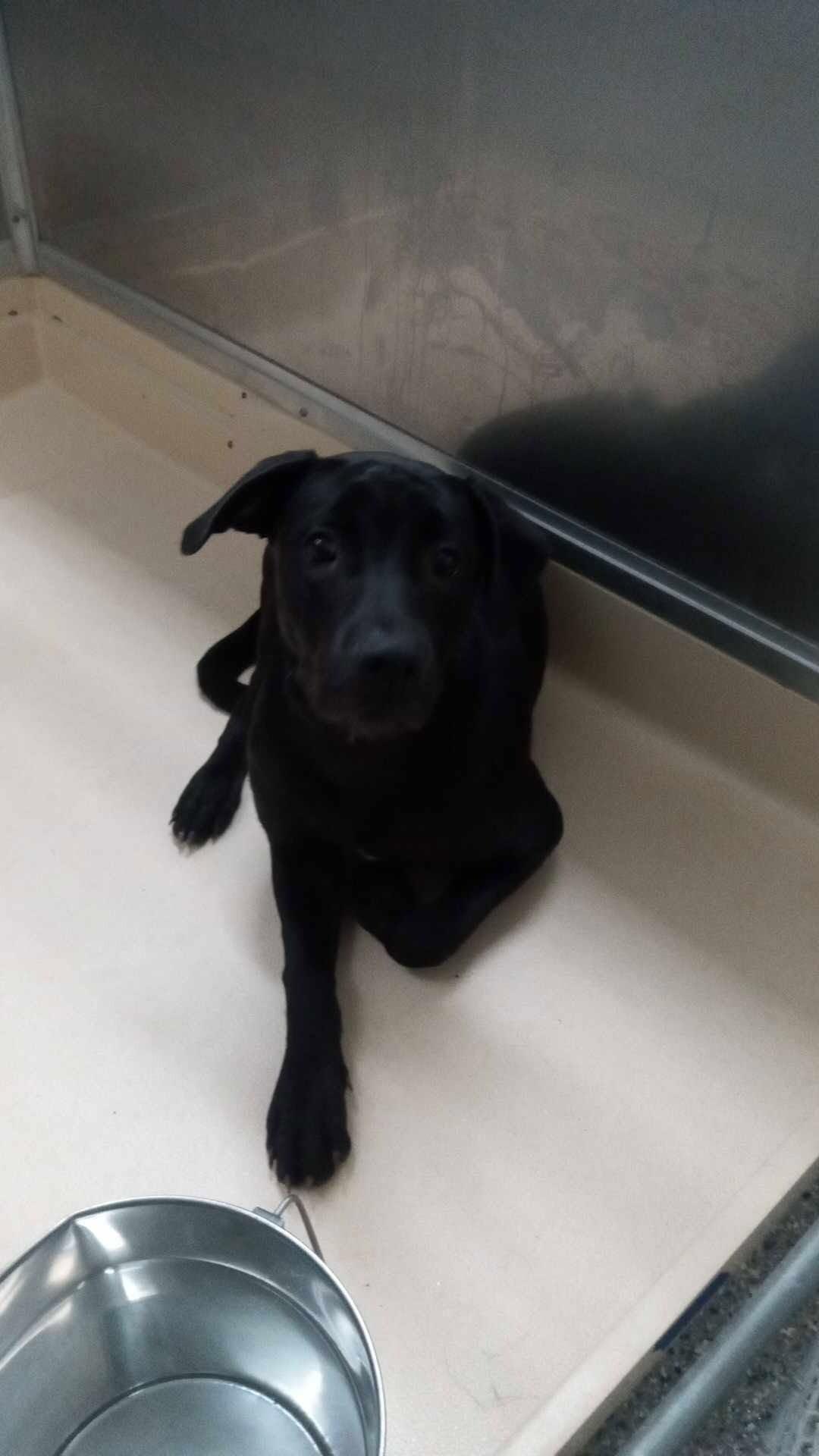 polly, Adoptable, Adult Female Labrador Retriever & German Shepherd Dog.