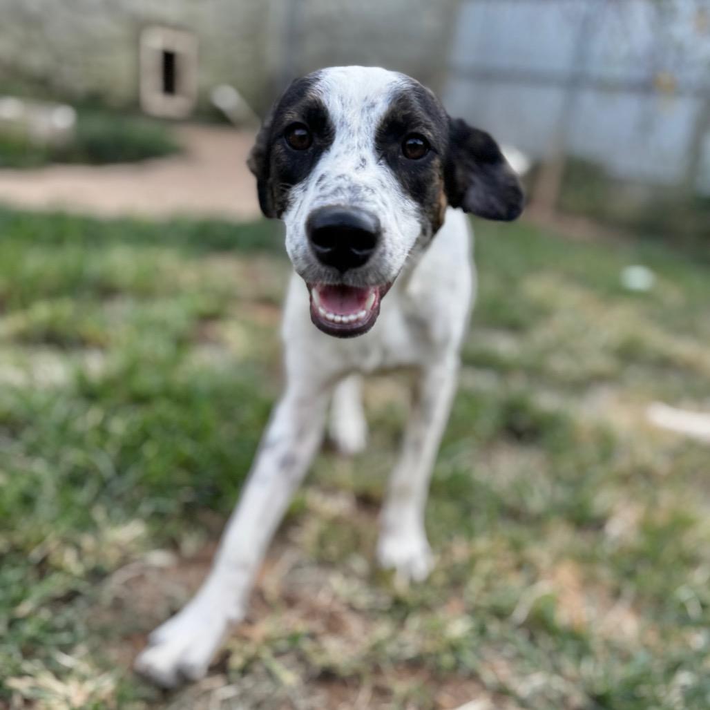 Lizzo, Adoptable, Young Female Mixed Breed & None.
