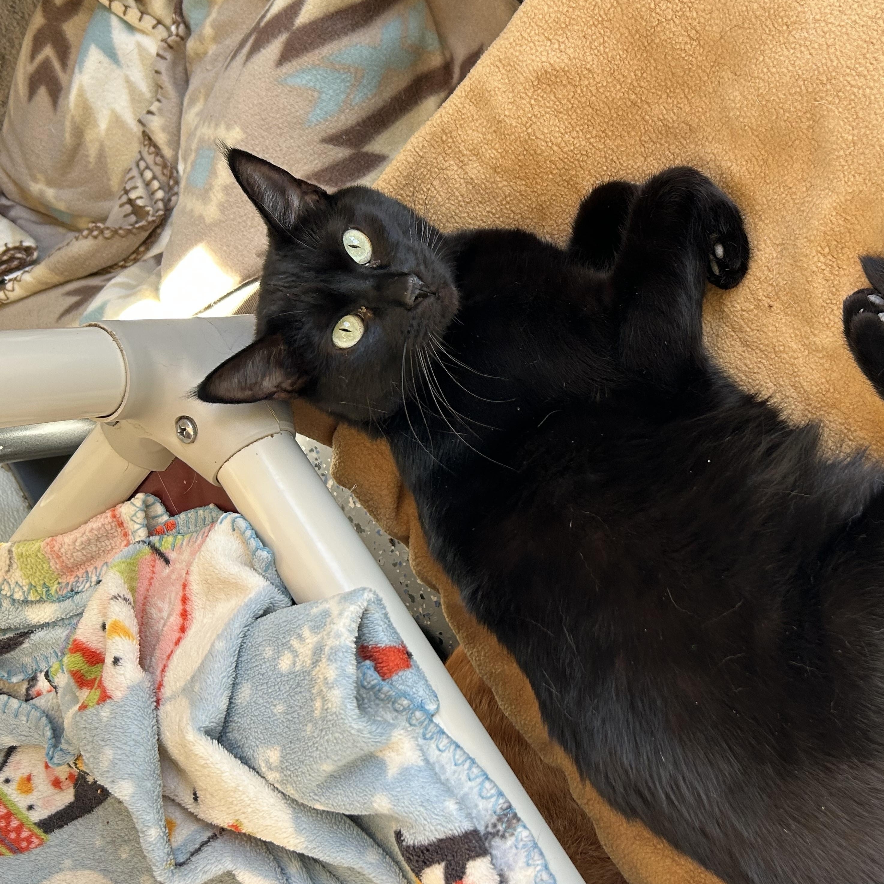 Enlarge Kahlua, a Adoptable Domestic Short Hair in El Cajon, CA image 3/4