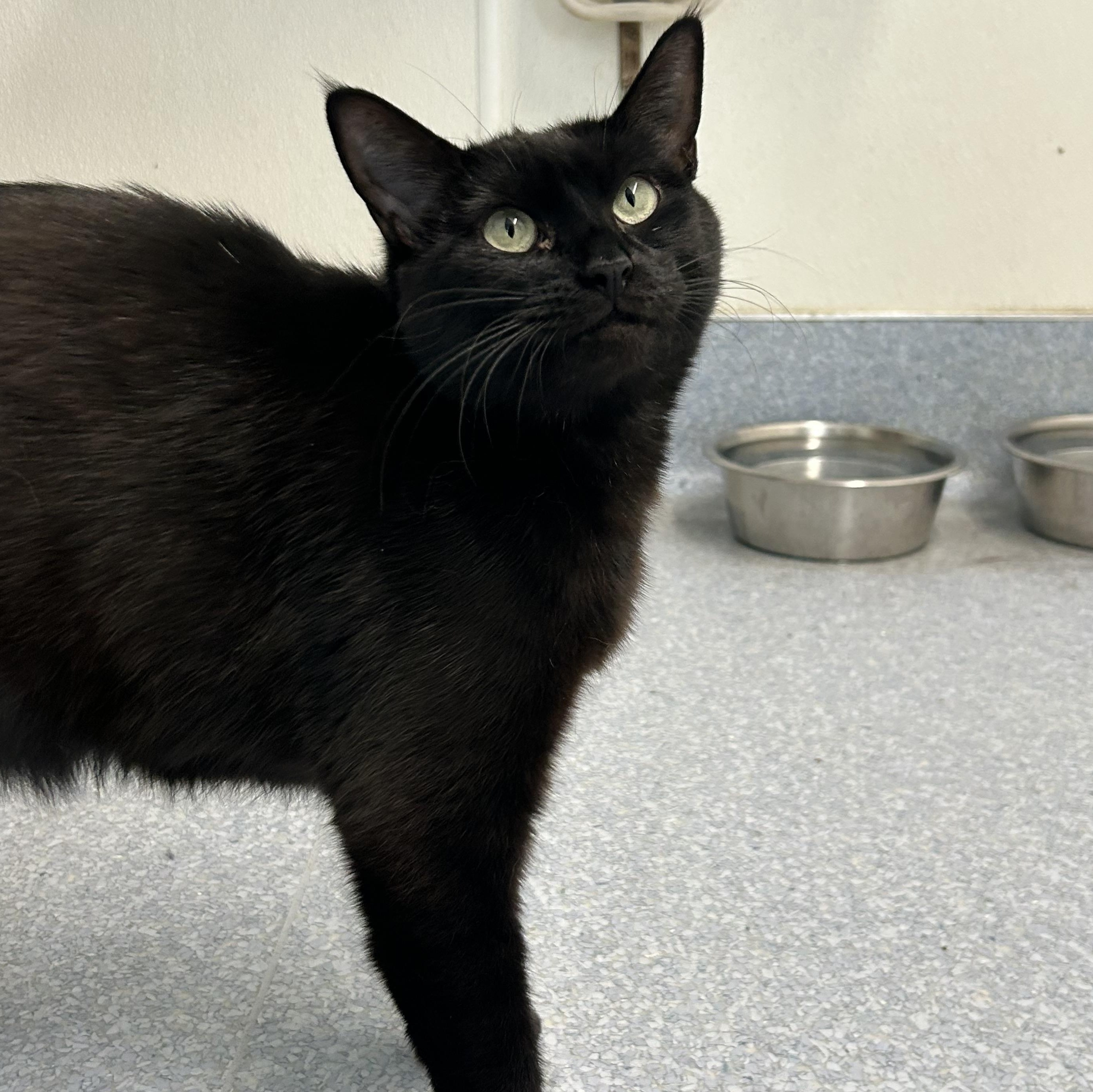 Enlarge Kahlua, a Adoptable Domestic Short Hair in El Cajon, CA image 3/3