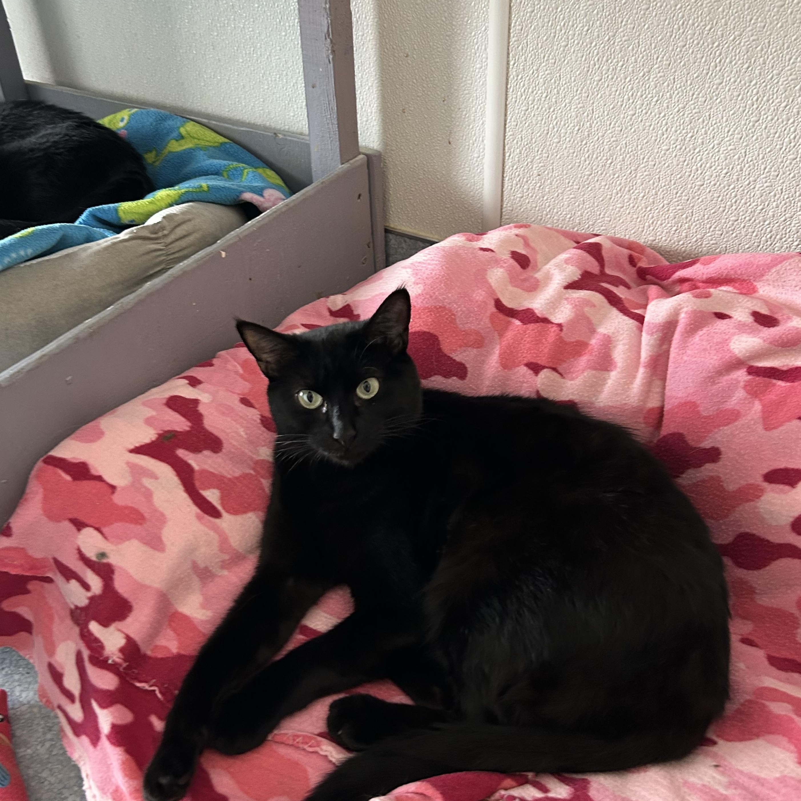 Kahlua, Adoptable, Adult Female Domestic Short Hair.