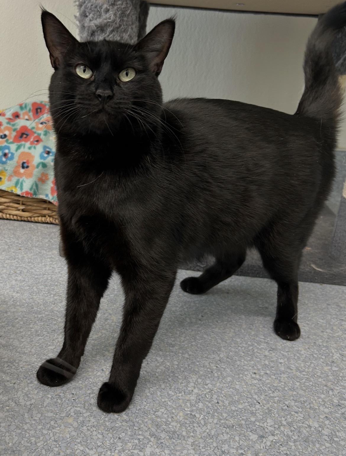 Enlarge Kahlua, a Adoptable Domestic Short Hair in El Cajon, CA image 2/3