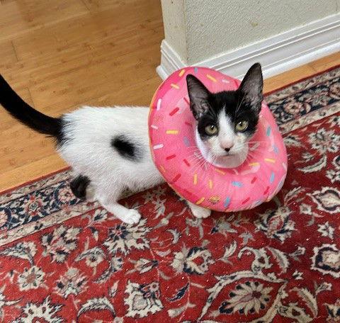 Enlarge Domino, a Adopted Domestic Short Hair in Orlando, FL image 1/3