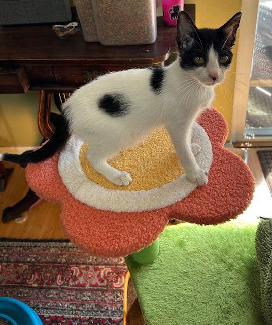 Enlarge Domino, a Adopted Domestic Short Hair in Orlando, FL image 2/3