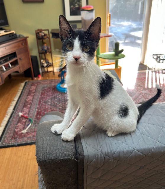 Enlarge Domino, a Adopted Domestic Short Hair in Orlando, FL image 3/3