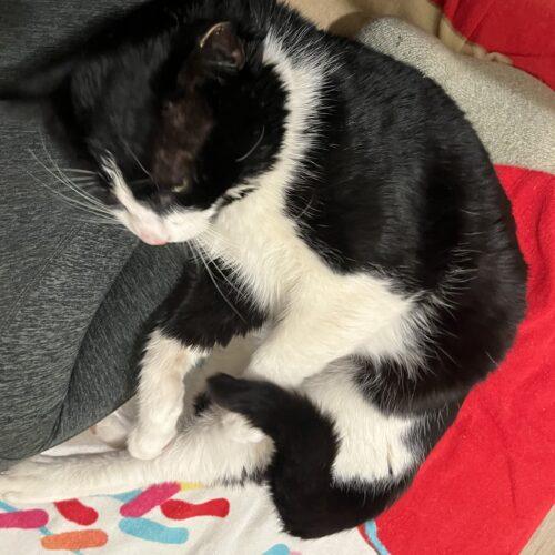 Enlarge Doug, a Adoptable Domestic Short Hair in Seven Valleys, PA image 1/3