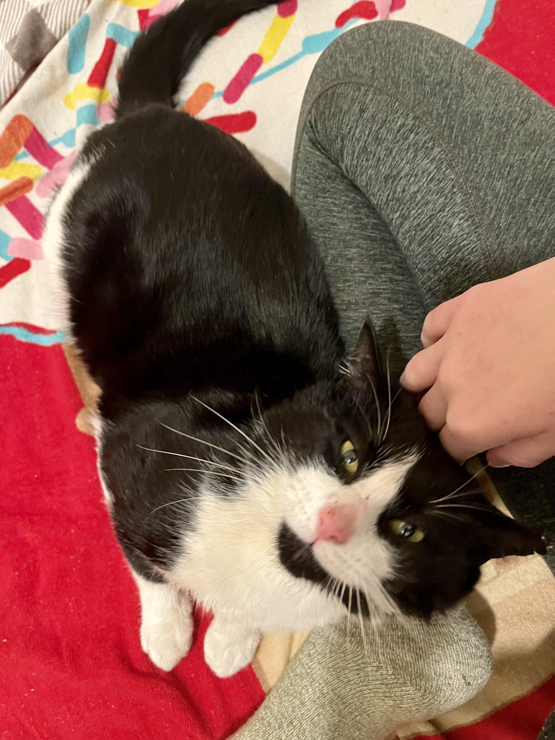 Enlarge Doug, a Adoptable Domestic Short Hair in Seven Valleys, PA image 2/3