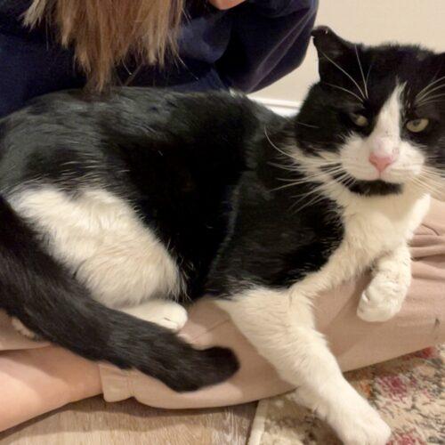 Enlarge Doug, a Adoptable Domestic Short Hair in Seven Valleys, PA image 3/3