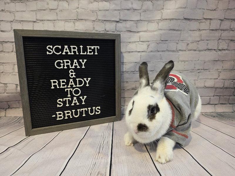 Enlarge Brutus, a Adoptable English Spot in Columbus, OH image 1/3