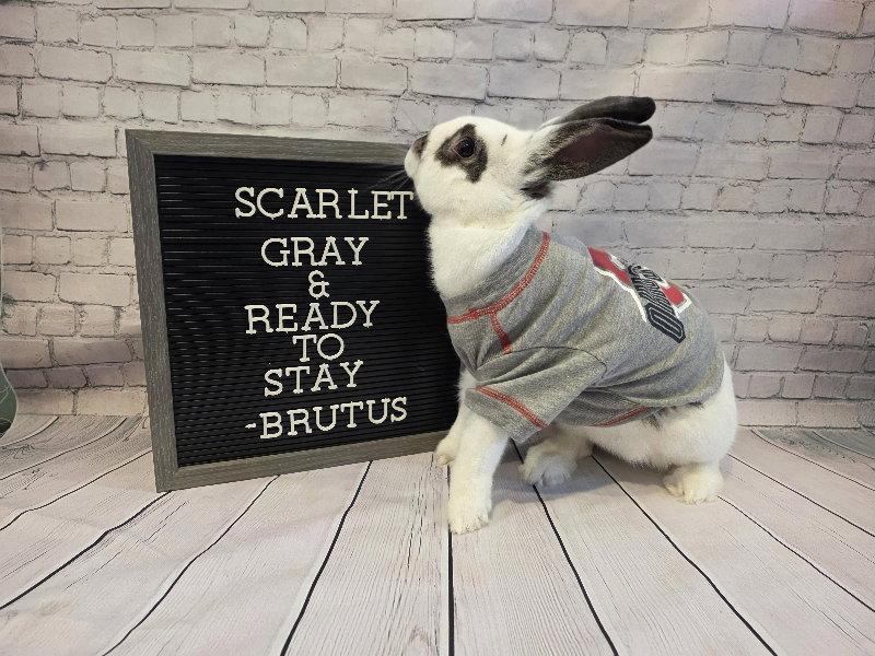 Enlarge Brutus, a Adoptable English Spot in Columbus, OH image 2/3