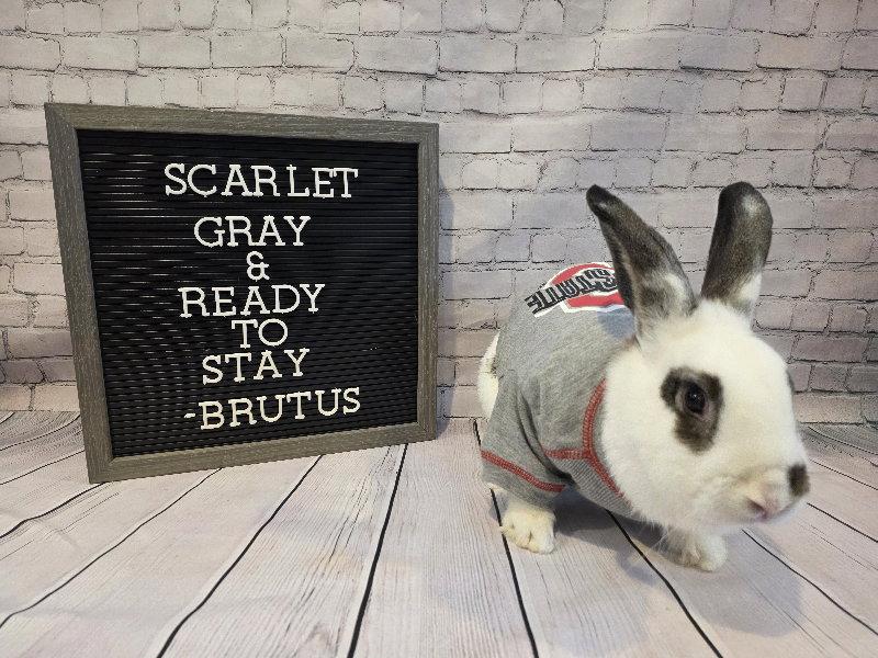 Enlarge Brutus, a Adoptable English Spot in Columbus, OH image 3/3